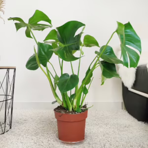 Monstera dziurawa (Monstera deliciosa) 100cm