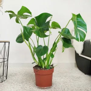 Monstera dziurawa (Monstera deliciosa) 100cm