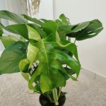 Monstera dziurawa (Monstera deliciosa) 90cm