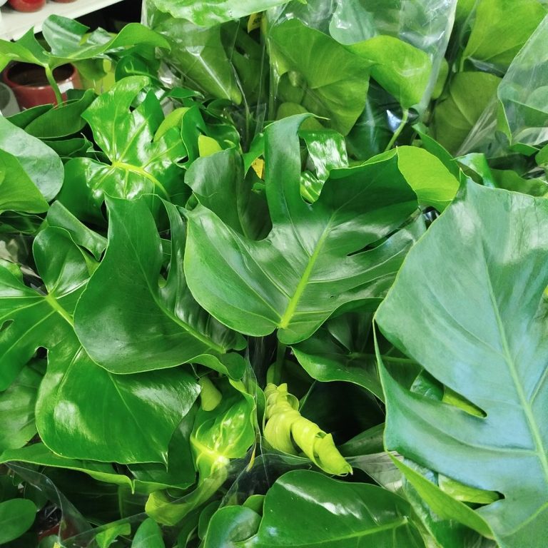 Monstera dziurawa (Monstera deliciosa) 90cm