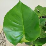 Monstera dziurawa (Monstera deliciosa) 90cm