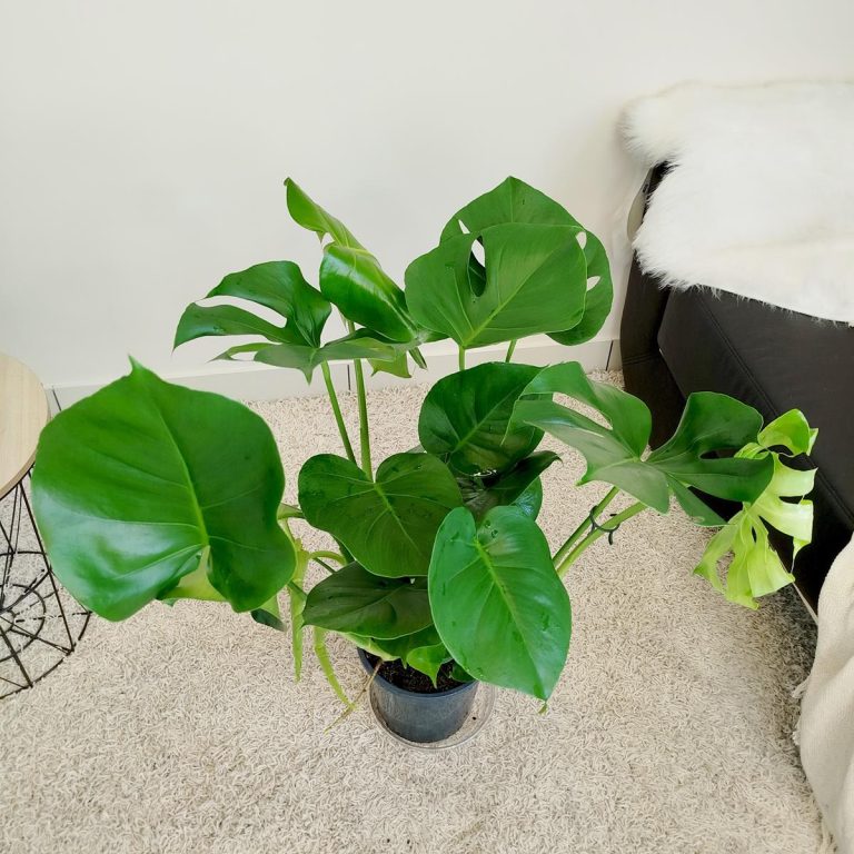 Monstera dziurawa (Monstera deliciosa) 90cm