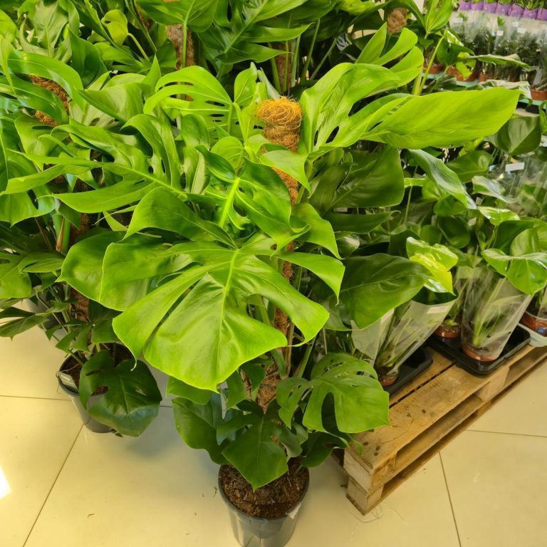 Monstera dziurawa (Monstera deliciosa) 130cm