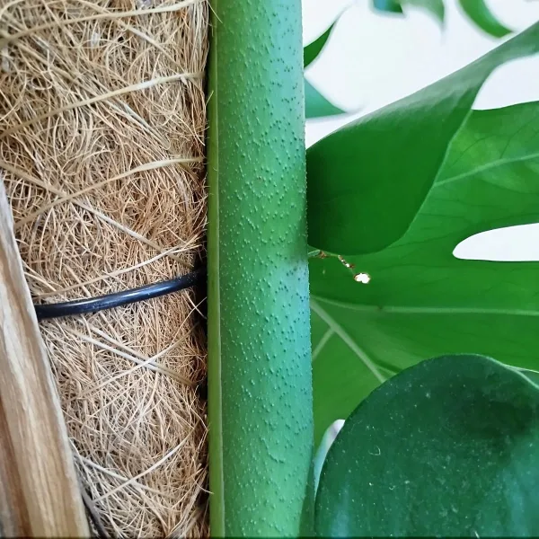 Monstera dziurawa (Monstera deliciosa) 160cm