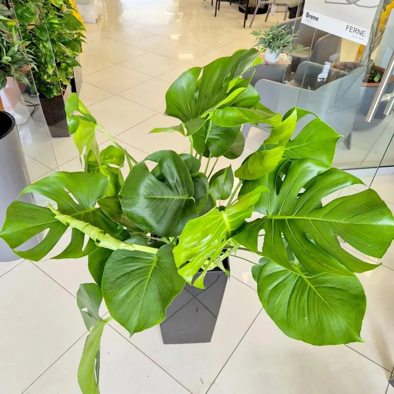 Monstera dziurawa (Monstera deliciosa) 100cm