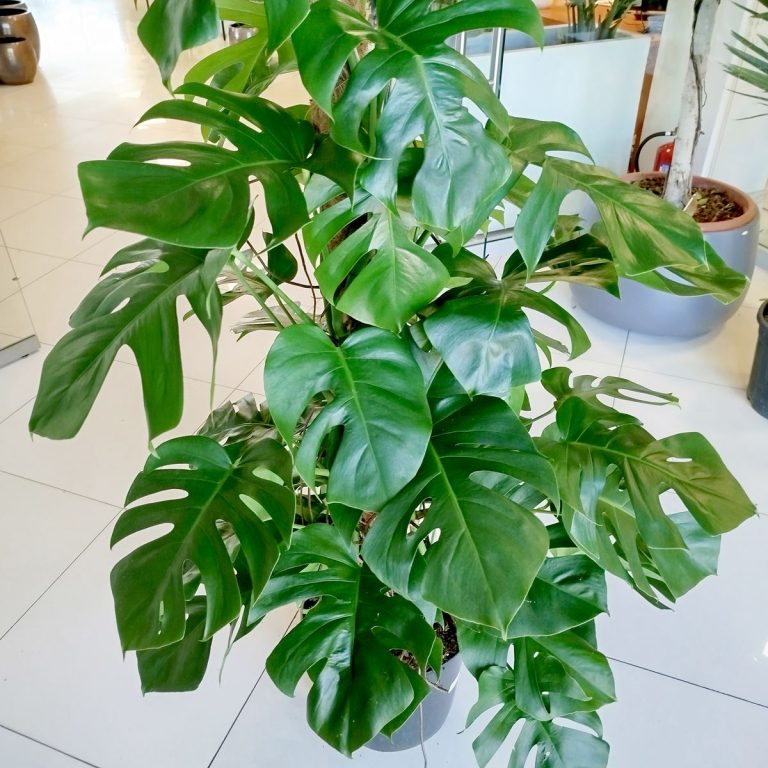 Monstera dziurawa (Monstera deliciosa) 170cm