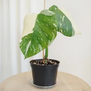 Monstera dziurawa (Thai Constellation) 30cm