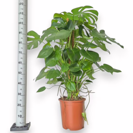 Filodendron Monstera
