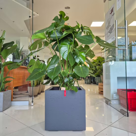 Filodendron Monstera