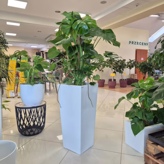 Filodendron Monstera