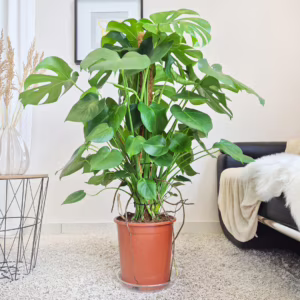 Monstera dziurawa (Monstera deliciosa) 110-125cm