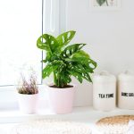 Monstera monkey mask (obliqua Leichtlinii) 30cm