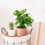 Monstera monkey mask (obliqua Leichtlinii) 30cm