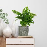 Monstera monkey mask (obliqua Leichtlinii) 30cm