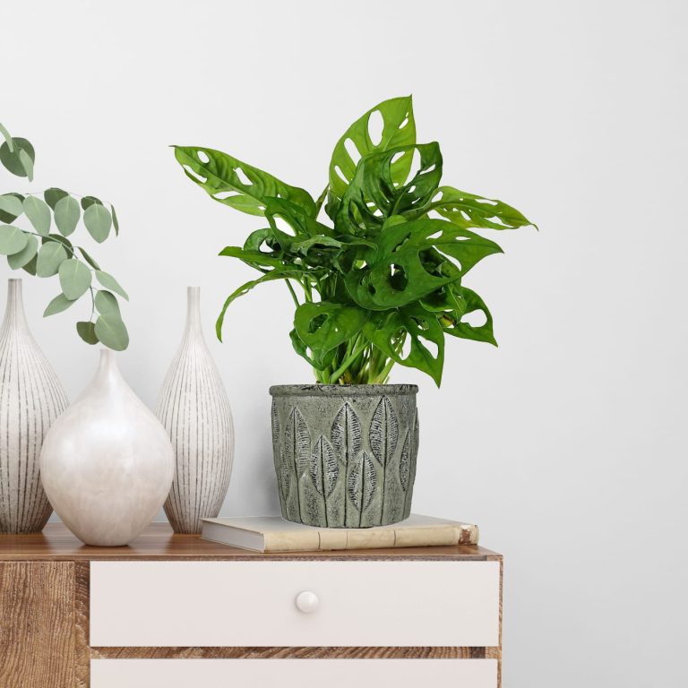 Monstera monkey mask (obliqua Leichtlinii) 30cm