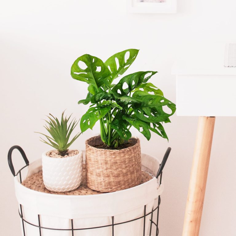 Monstera monkey mask (obliqua Leichtlinii) 30cm