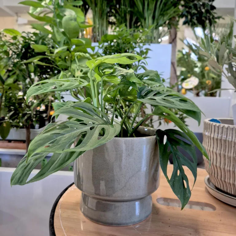 Monstera monkey mask (obliqua Leichtlinii) 20cm