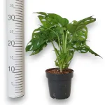 Monstera monkey mask (obliqua Leichtlinii) 35cm
