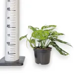 Monstera monkey mask (obliqua Leichtlinii) 20cm