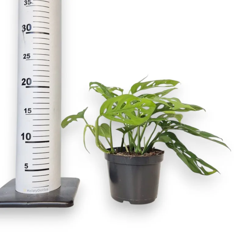 Monstera monkey mask (obliqua Leichtlinii) 20cm