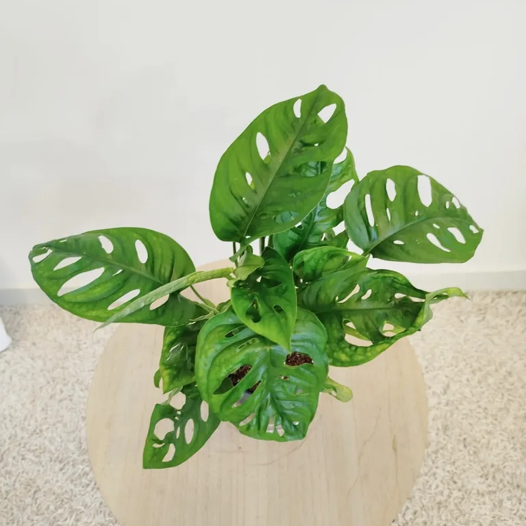 Monstera monkey mask (obliqua Leichtlinii) 35cm