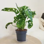 Monstera monkey mask (obliqua Leichtlinii) 35cm