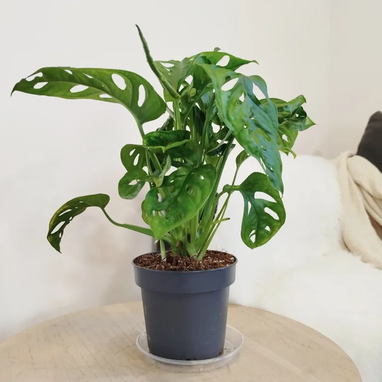 Monstera monkey mask (obliqua Leichtlinii) 35cm
