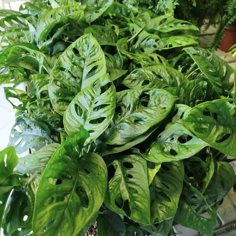 Monstera monkey mask (obliqua Leichtlinii) 35cm