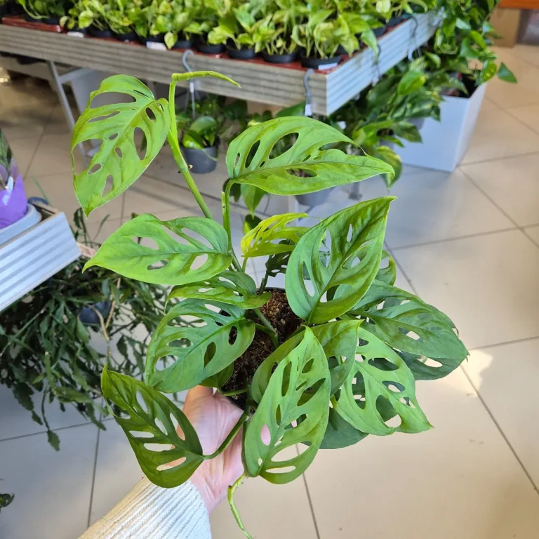 Monstera monkey mask (obliqua Leichtlinii) 20cm