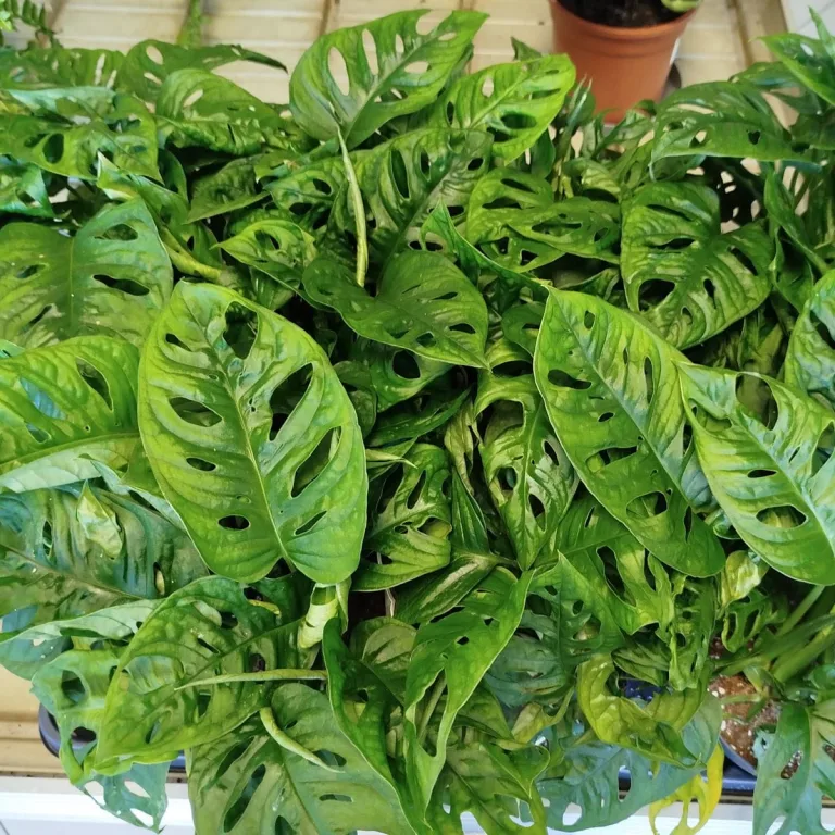 Monstera monkey mask (obliqua Leichtlinii) 35cm