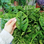 Monstera monkey mask (obliqua Leichtlinii) 35cm