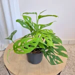 Monstera monkey mask (obliqua Leichtlinii) 20cm