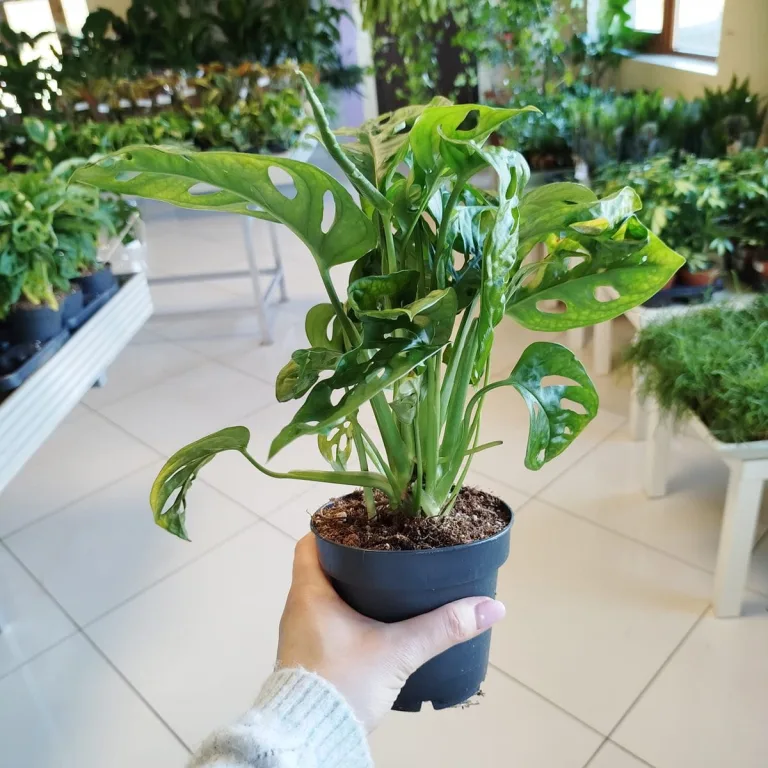 Monstera monkey mask (obliqua Leichtlinii) 35cm