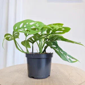 Monstera monkey mask (obliqua Leichtlinii) 20cm