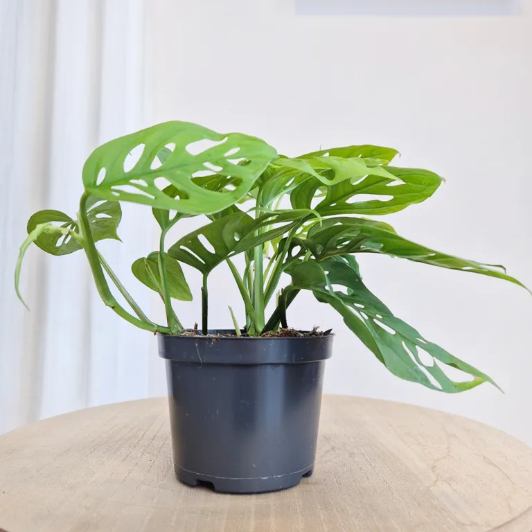 Monstera monkey mask (obliqua Leichtlinii) 20cm