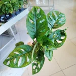 Monstera monkey mask (obliqua Leichtlinii) 35cm