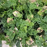 Monstera monkey mask (obliqua Leichtlinii) 20cm