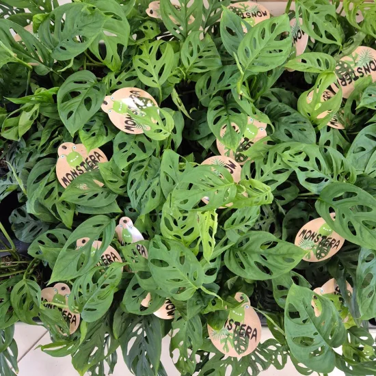 Monstera monkey mask (obliqua Leichtlinii)