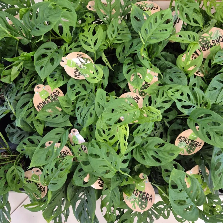 Monstera monkey mask (obliqua Leichtlinii) 20cm