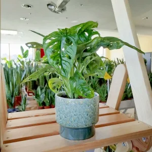 Monstera monkey mask (obliqua Leichtlinii) 35cm