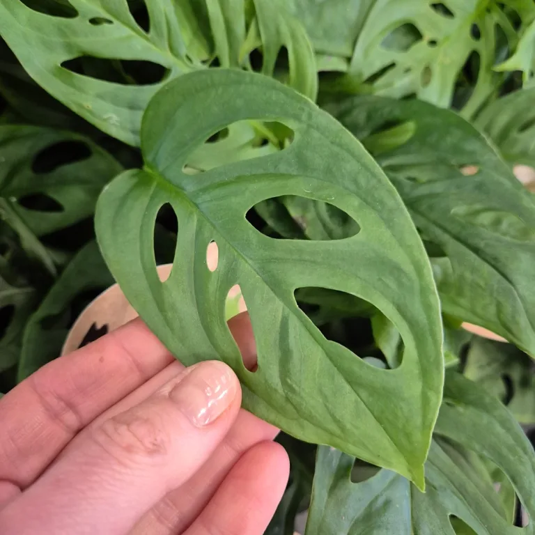 Monstera monkey mask (obliqua Leichtlinii) 20cm