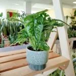 Monstera monkey mask (obliqua Leichtlinii) 35cm