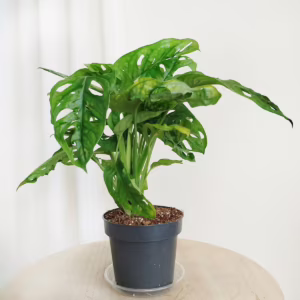Monstera monkey mask (obliqua Leichtlinii) 30-35cm