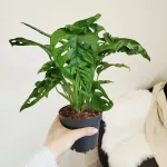 Monstera monkey mask (obliqua Leichtlinii) 35cm