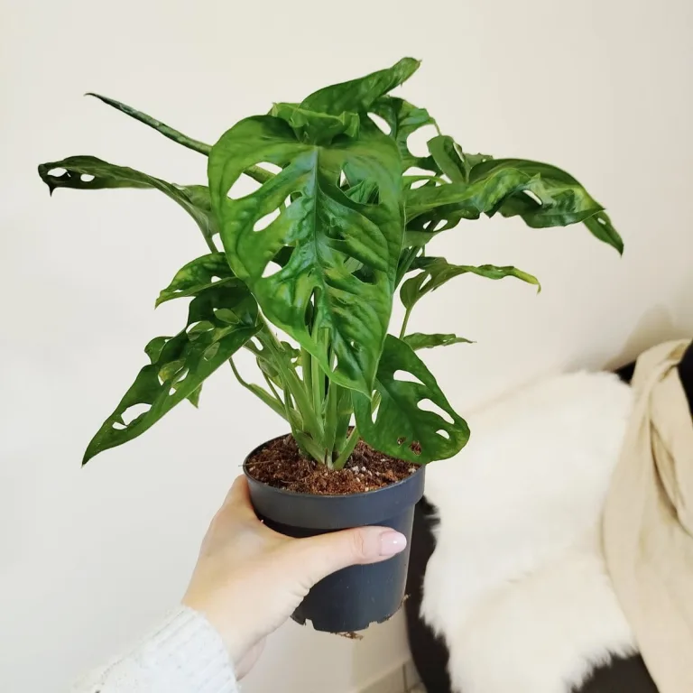 Monstera monkey mask (obliqua Leichtlinii) 35cm