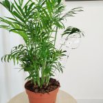 Nawadniacz do roślin szklany ptak