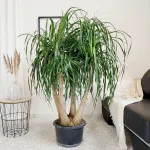 Nolina stopa słonia (Nolina recurvata) 150cm