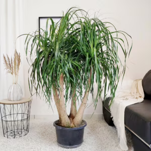 Nolina stopa słonia (Nolina recurvata) 150cm