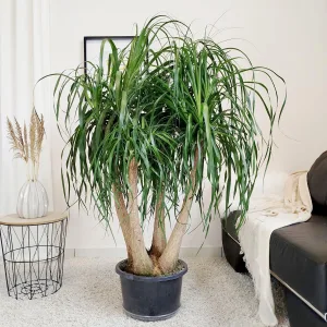 Nolina stopa słonia (Nolina recurvata) 150cm