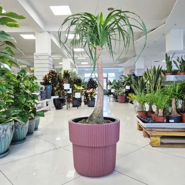 Nolina stopa słonia (Nolina recurvata) 100cm